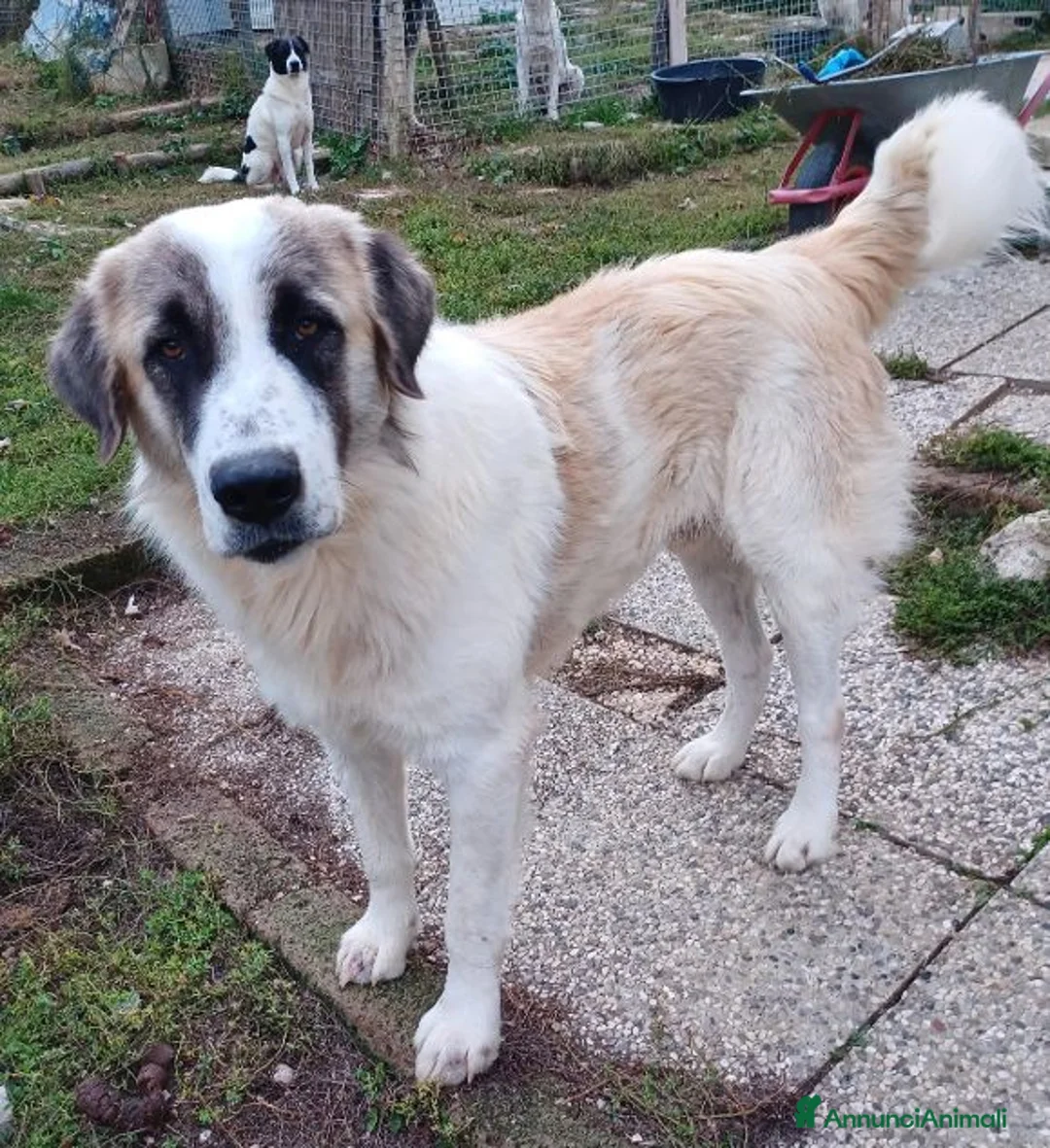 Meticcio cani in regalo: LUCA quanta solitudine! 40kg - Annuncio 2