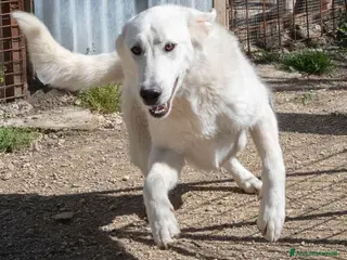 Meticcio cani IL SIMPATICO E DOLCE DEMYR a Provincia di Arezzo - Annuncio 37