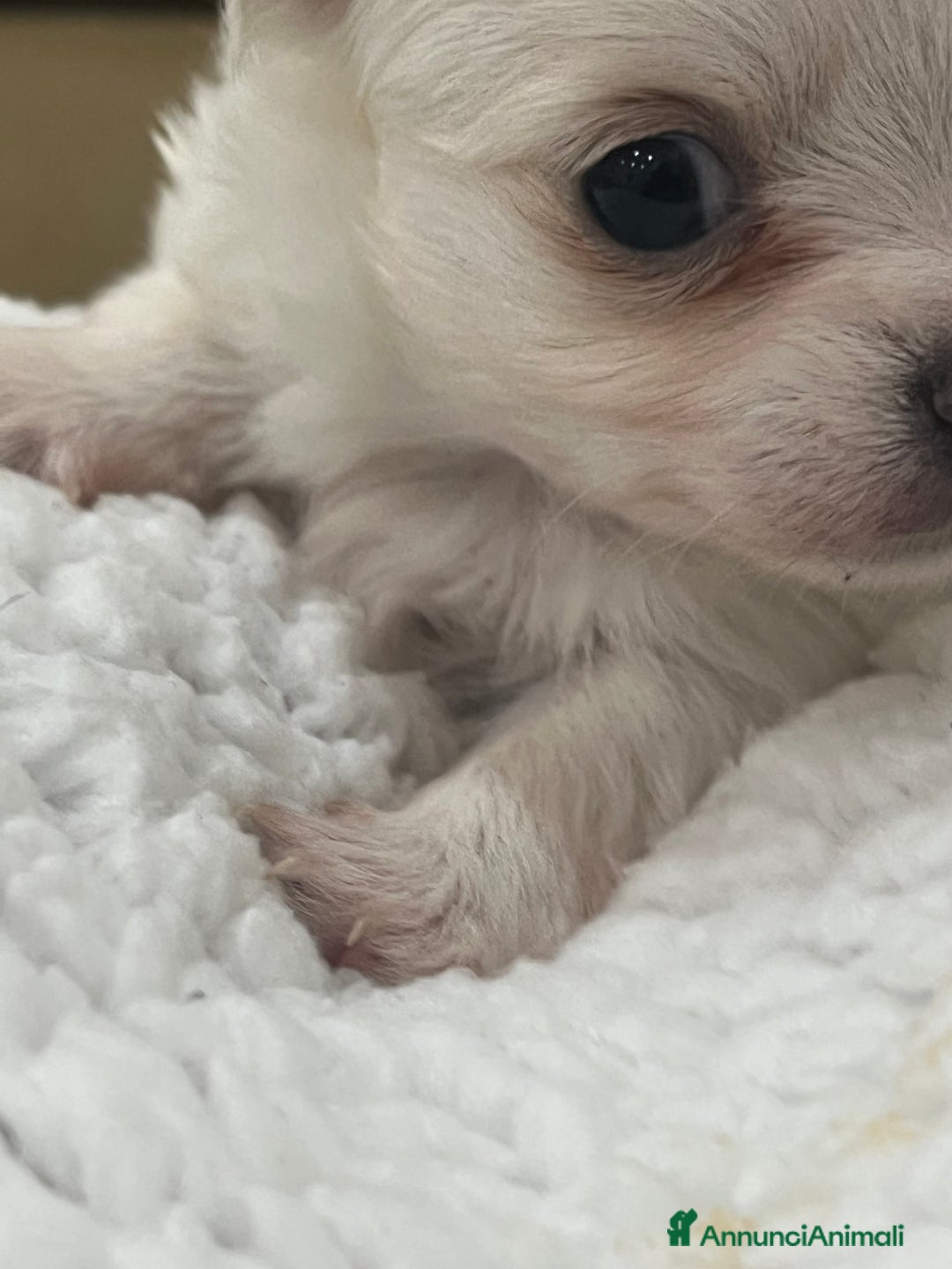 Chihuahua cani in vendita: Chihuahua cucciola femmina  - Annuncio 3