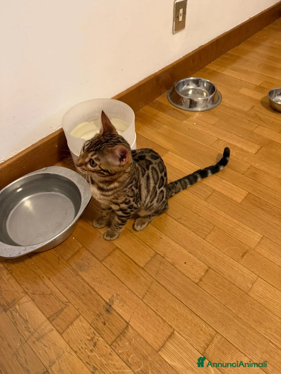 Bengala gatti in regalo: Cucciola bengala - Annuncio 5
