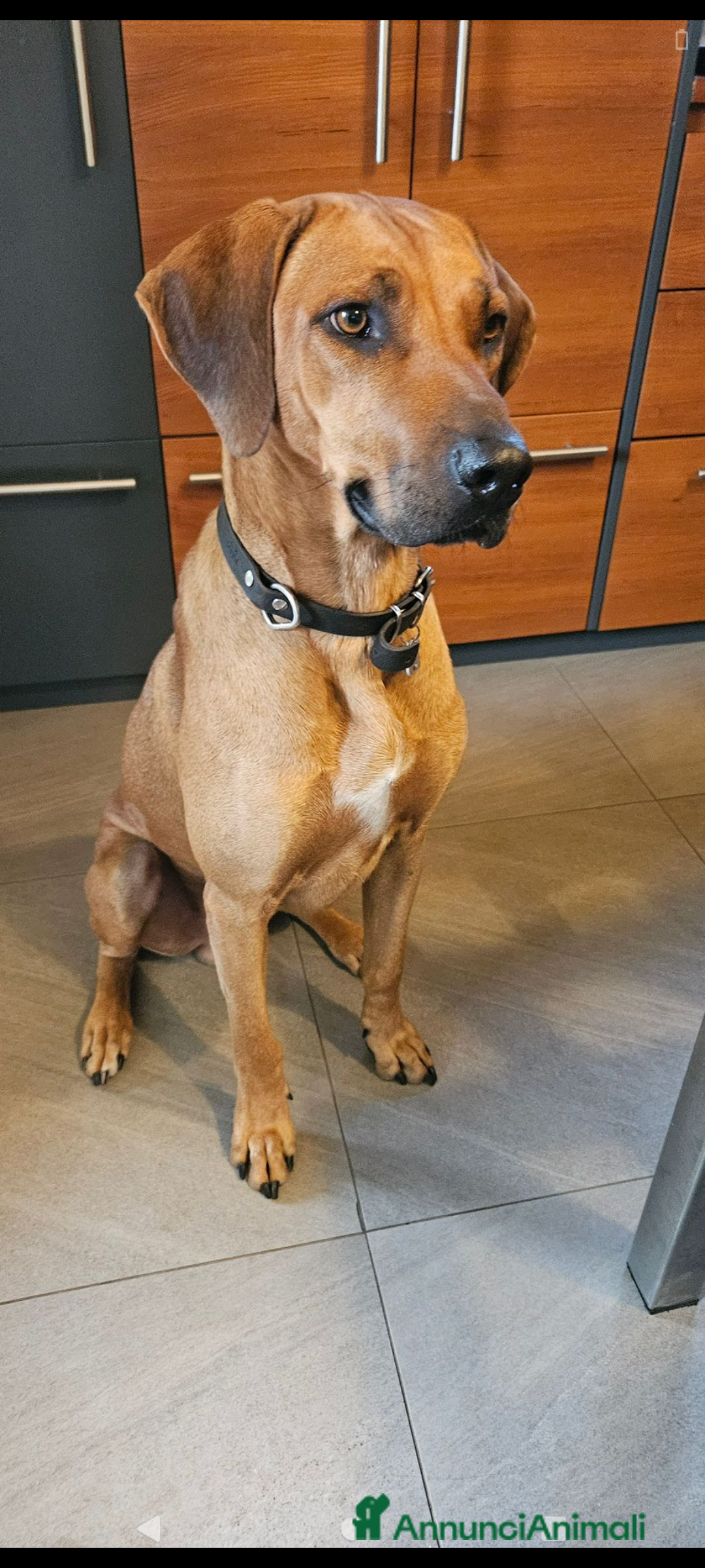 Rhodesian Ridgeback cani in vendita: Cuccioli di rhodesiano ridgeback - Annuncio 1