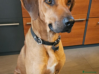 Rhodesian Ridgeback cani Cuccioli di rhodesiano ridgeback - Annuncio 2