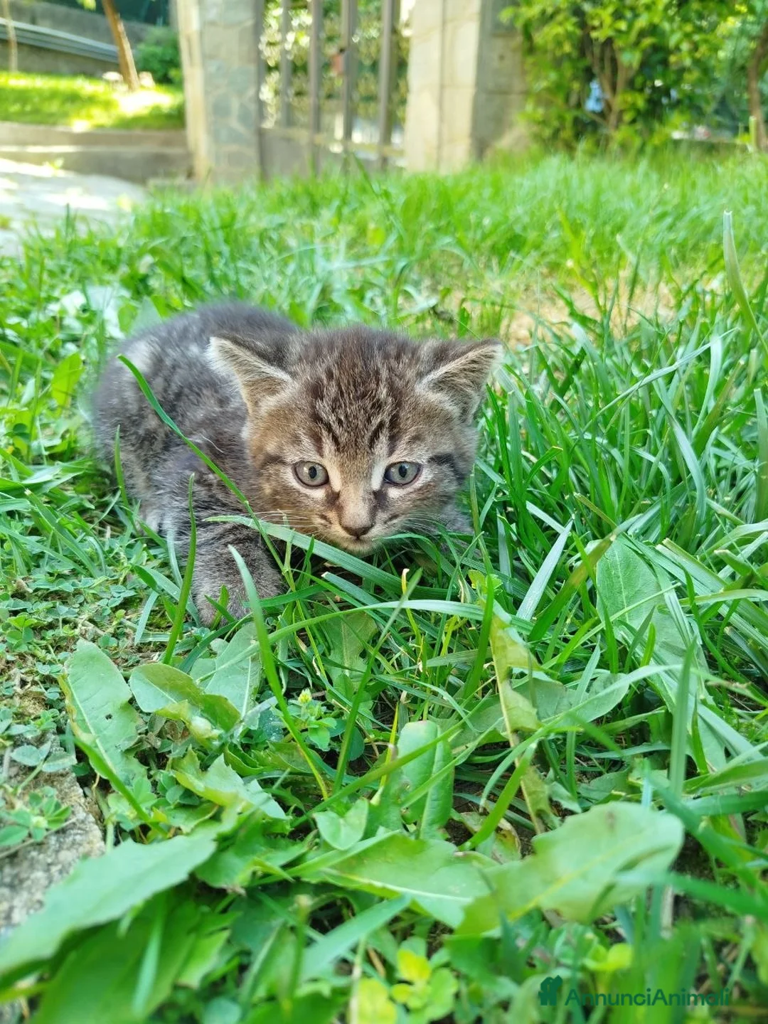 Europeo gatti in regalo: Gattini in regalo a Città Metropolitana di Torino - Annuncio 1