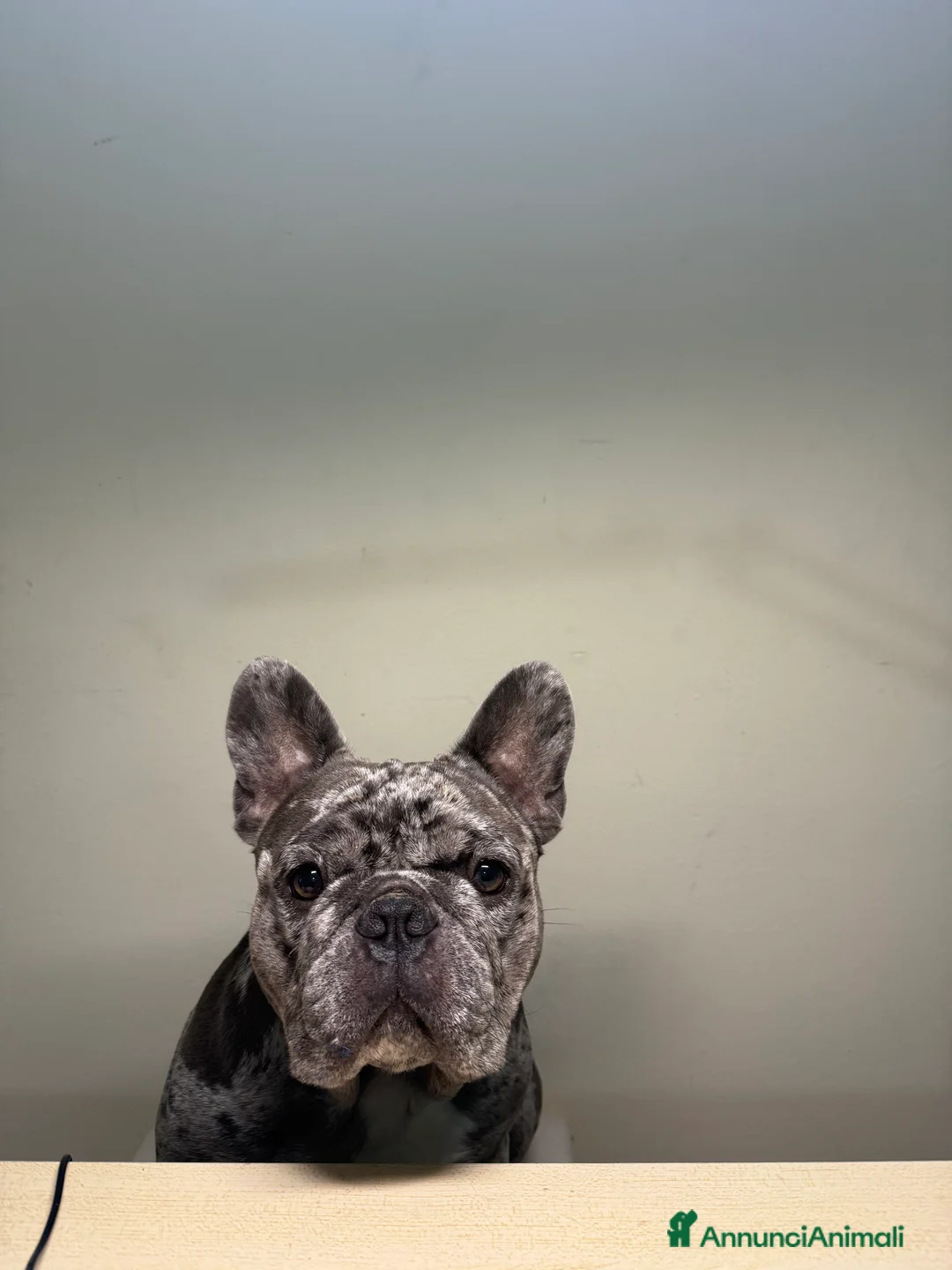 Bulldog Francese cani per accoppiamento: Cerco fidanzatina  - Annuncio 2