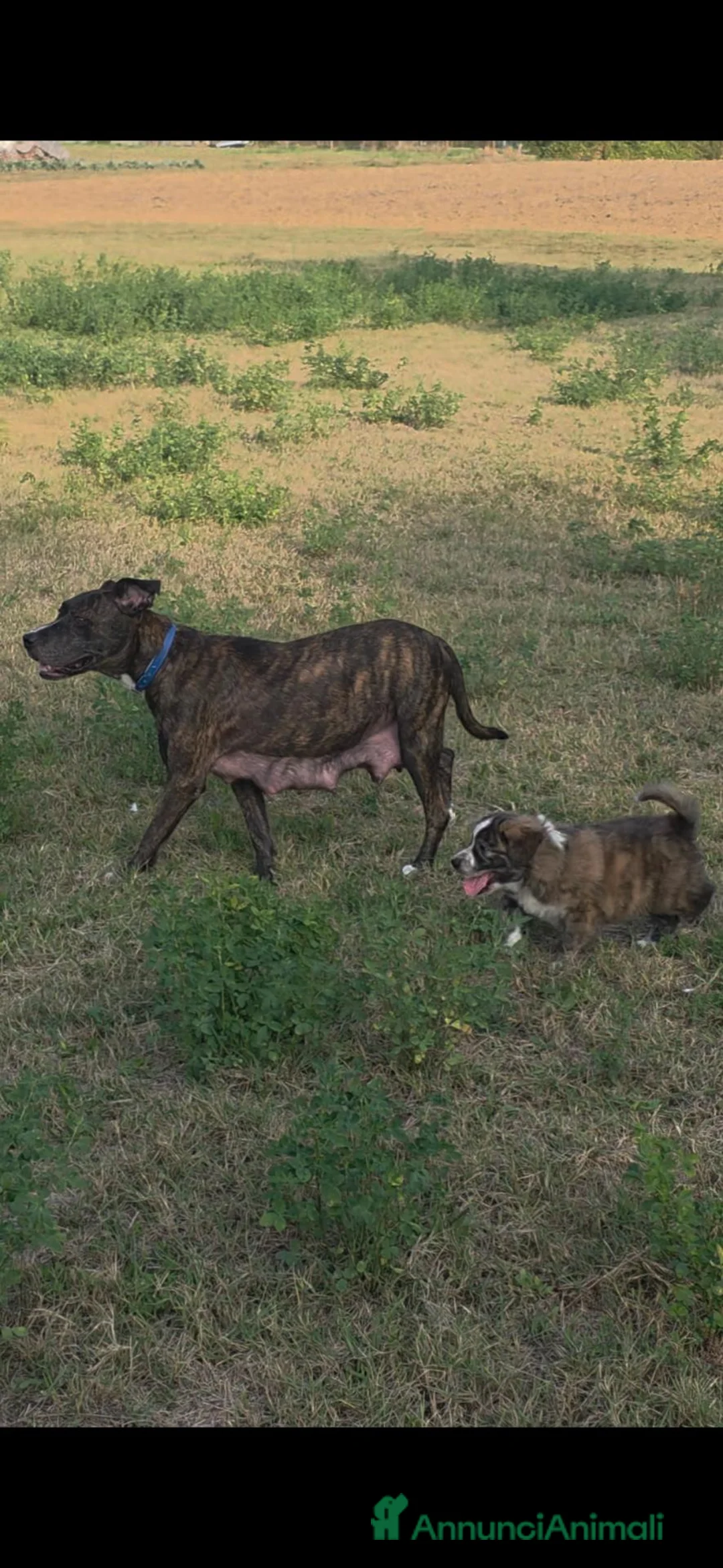 Meticcio cani in regalo: Regalasi mamma con cucciolo  - Annuncio 1