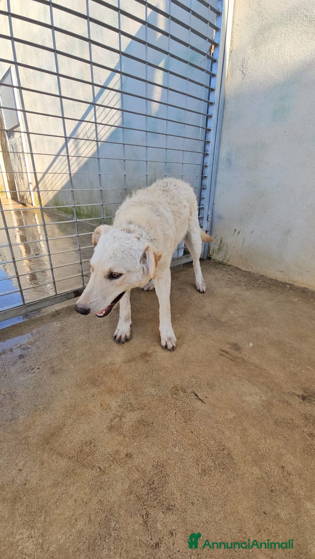 Meticcio cani in regalo: Micky: 1 anno, socievole ed equilibrata  - Annuncio 14