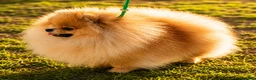 Volpino Pomerania cani in vendita: Due cuccioli maschi di Pomeranian con pedigree  a Città metropolitana di Catania - Annuncio 12