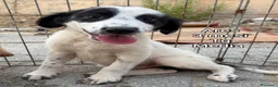 Meticcio cani in regalo: SERVONO ADOZIONI X SALVARLI  a Provincia di Modena - Annuncio 7