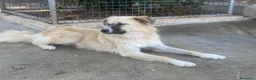 Meticcio cani in regalo: Burka 1 anno, buonissima - Annuncio 5