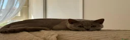 British gatti in vendita: Quattro piccoli British cercano casa 🐾 - Annuncio 18