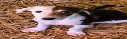 Meticcio cani in regalo: FAN, tenero cucciolo ZAMPACORTA! tg PICCOLA - Annuncio 6