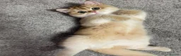 British gatti in vendita: Splendidi cuccioli di british shorthair golden  - Annuncio 5