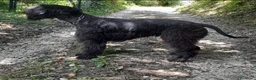 Schnauzer Gigante cani in regalo: Schnauzer puro cerca casa - Annuncio 2