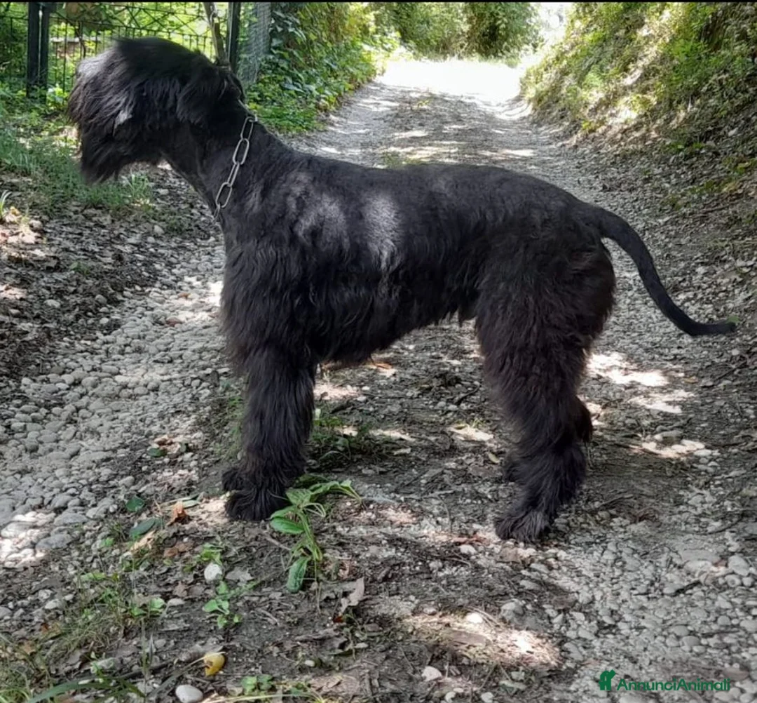 Schnauzer Gigante cani in regalo: Schnauzer puro cerca casa - Annuncio 2