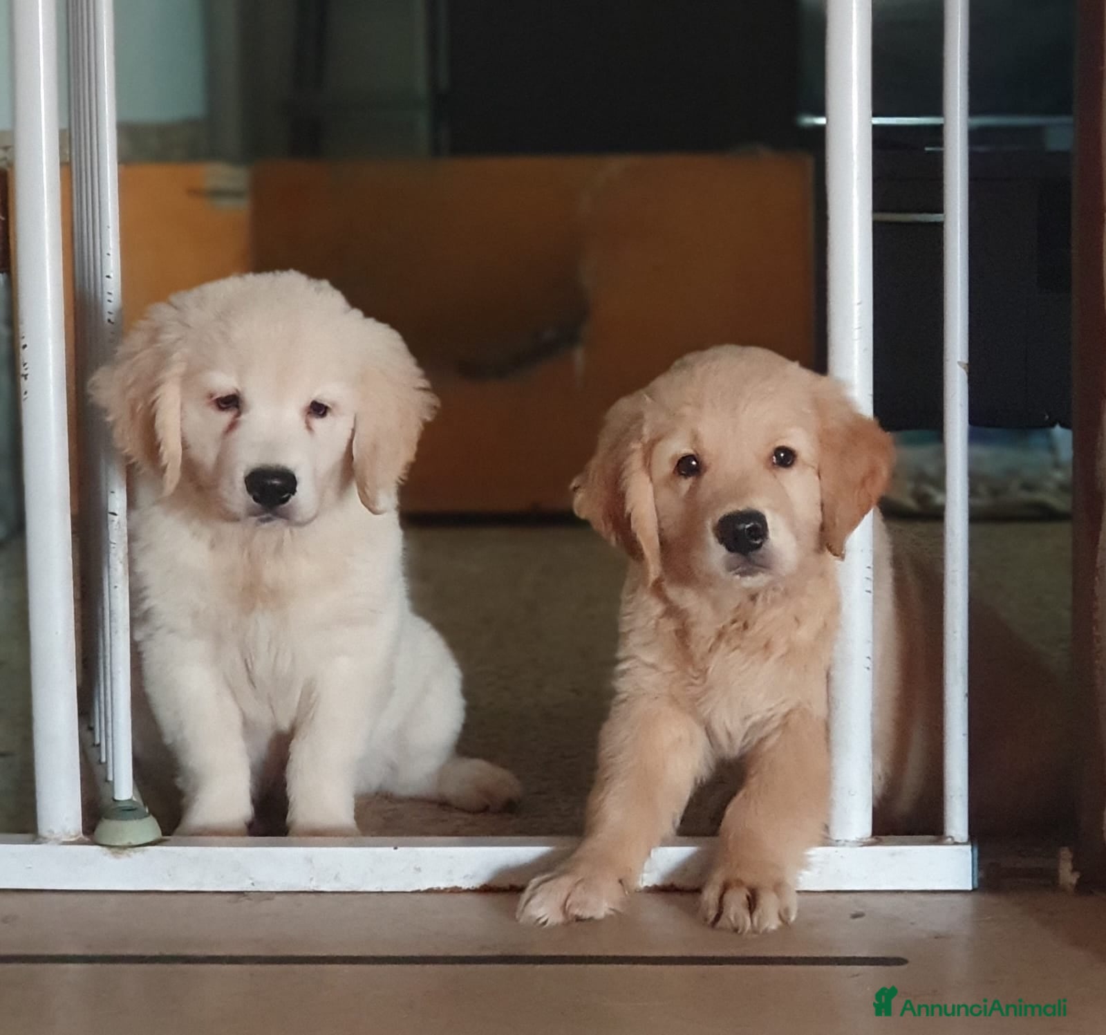 Golden Retriever cani 2 maschietti Golden retriever - Annuncio 1