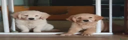 Golden Retriever cani in vendita: 2 maschietti Golden retriever a Provincia di Terni - Annuncio 1