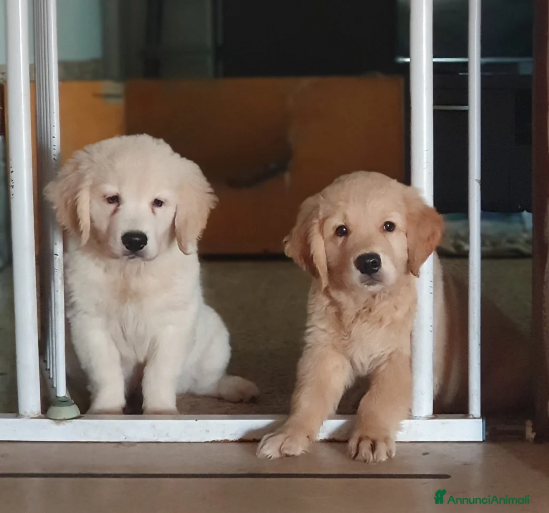 Golden Retriever cani in vendita: 2 maschietti Golden retriever a Provincia di Terni - Annuncio 1