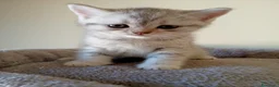 Scottish gatti in vendita: Adorabili cuccioli in cerca di casa - Annuncio 1