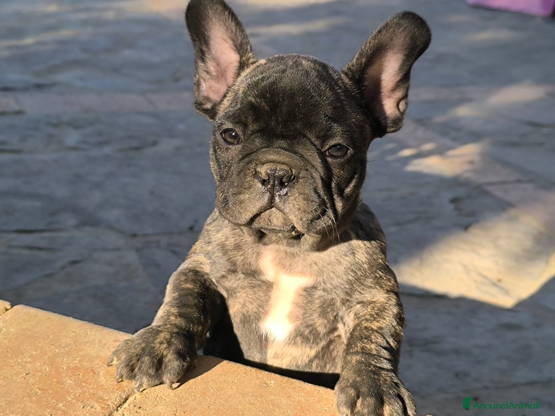 Bulldog Francese cani in vendita: Bulldog francese maschio - Immagine 5