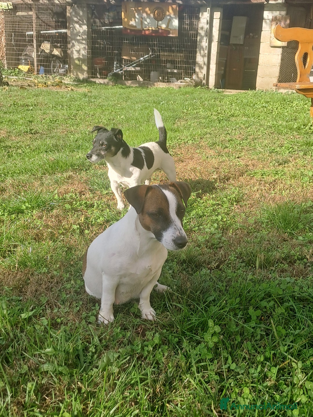 Jack Russell cani in vendita: Meravigliosi cuccioli di jack russell - Annuncio 8