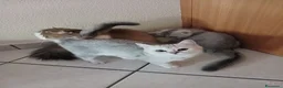 Scottish gatti in vendita: Cuccioli Fold e Straight  - Annuncio 3
