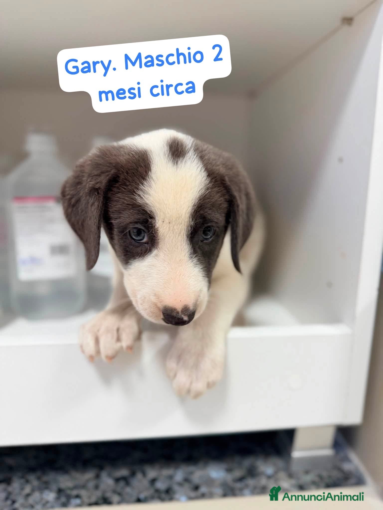 Meticcio cani Gary un cucciolo praticamente bellissimo - Annuncio 25