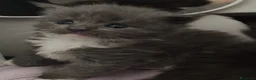 Maine Coon gatti in vendita: 7 cuccioli di Maine coon certificati afef - Annuncio 5