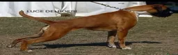 Boxer cani in vendita: cucciola boxer  - Annuncio 2