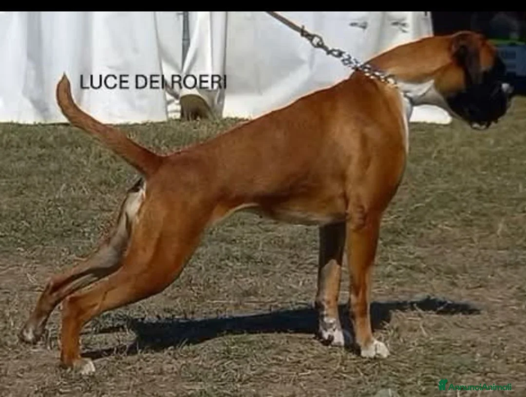 Boxer cani in vendita: cucciola boxer  - Annuncio 2