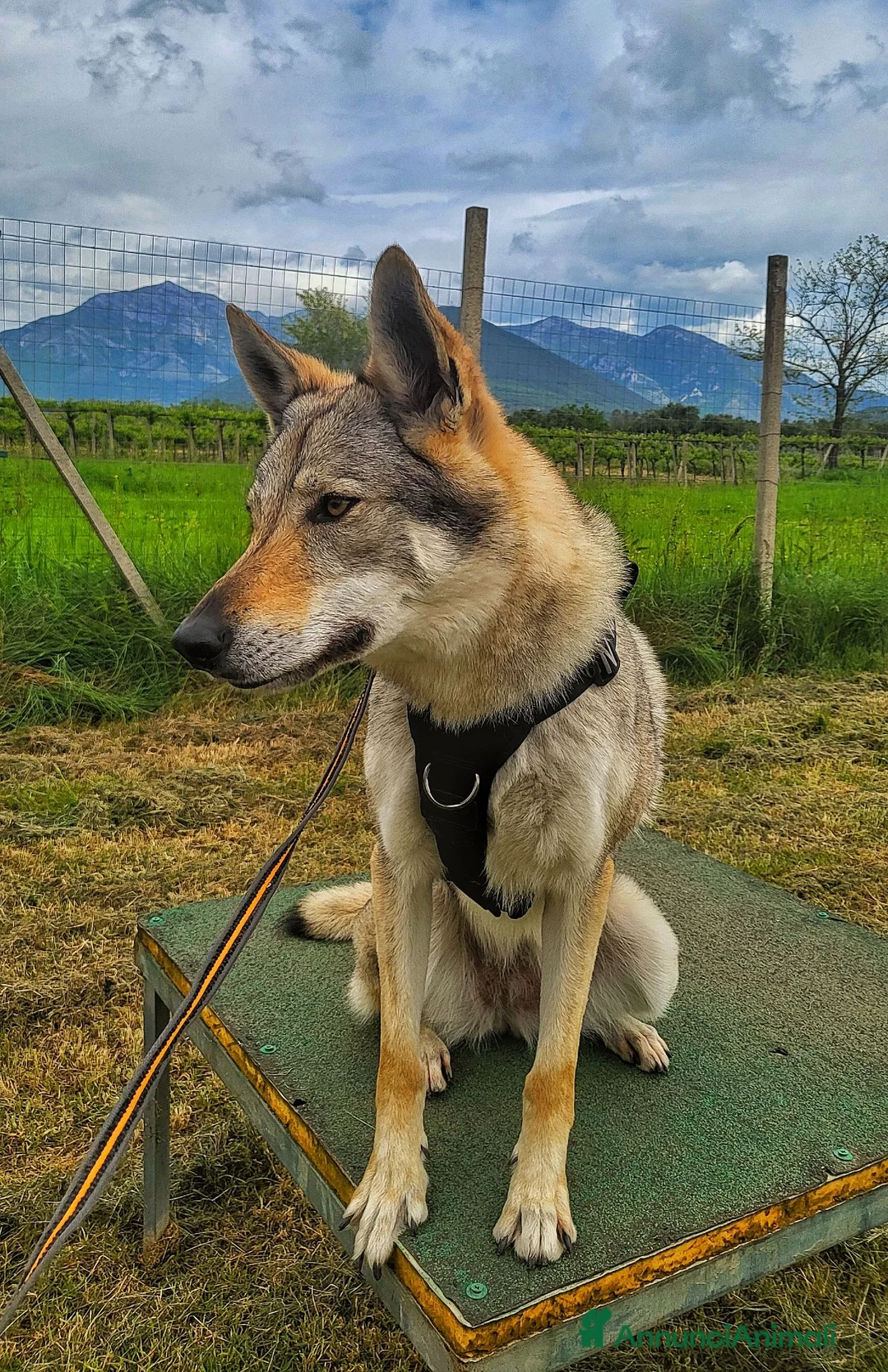Lupo Cecoslovacco cani in vendita: Lupo Cecoslovacco - Annuncio 2