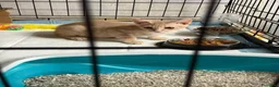 Meticcio gatti in regalo: Ippolito - Annuncio 1