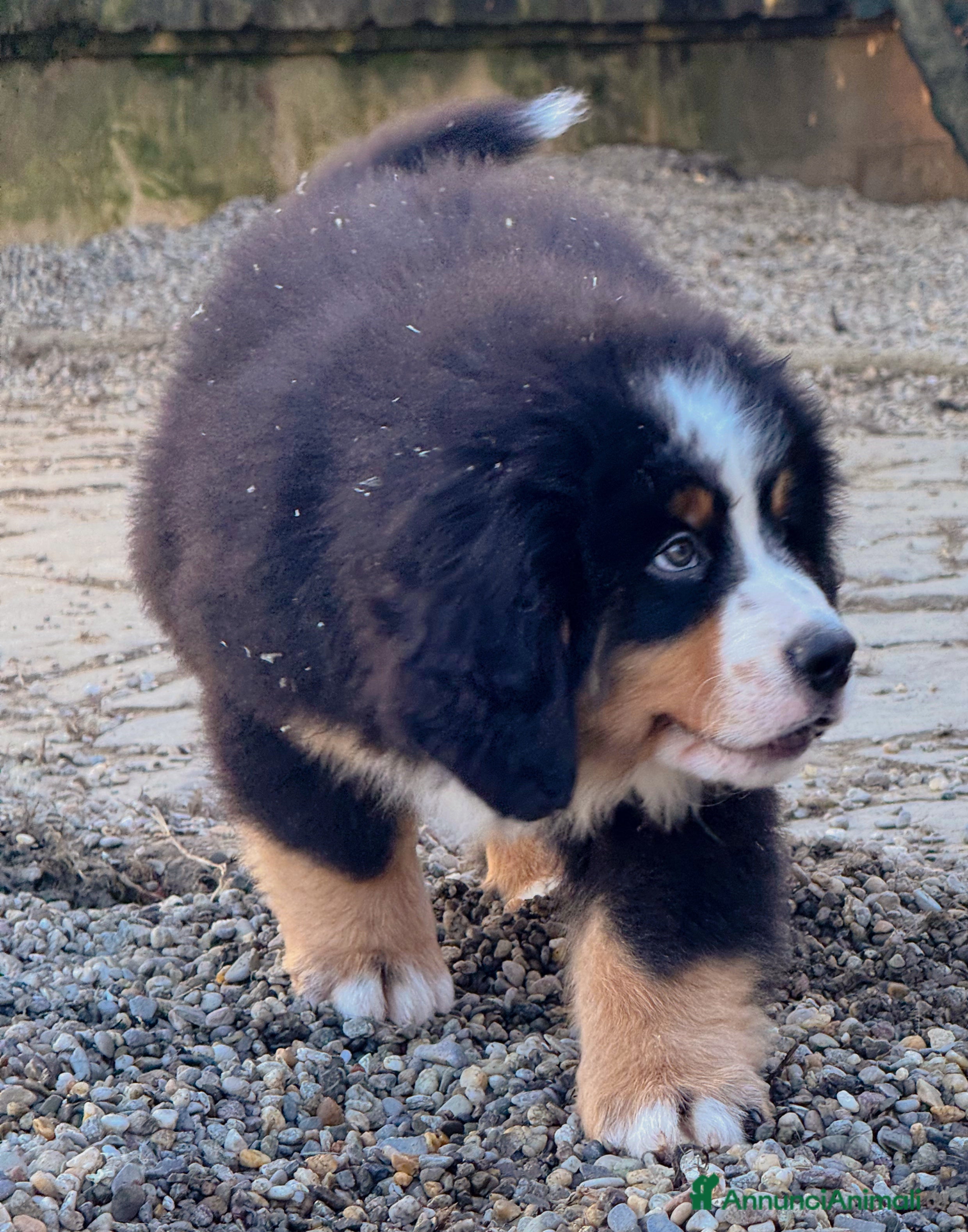 Bovaro del Bernese cani Disponibili cuccioli con pedigree - Annuncio 1