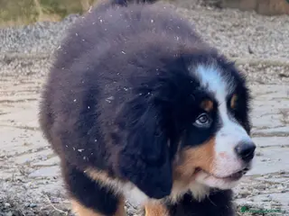 Bovaro del Bernese cani Disponibili cuccioli con pedigree - Annuncio 14