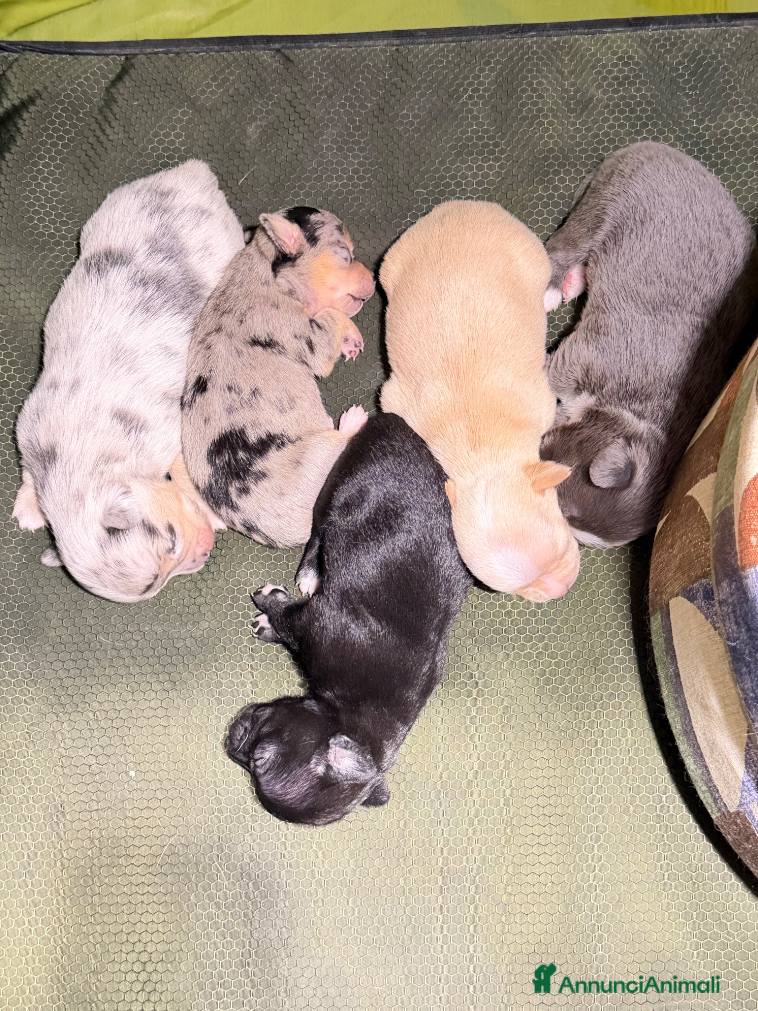 Chihuahua cani Cuccioli chiwawa stupendi  - Annuncio 2