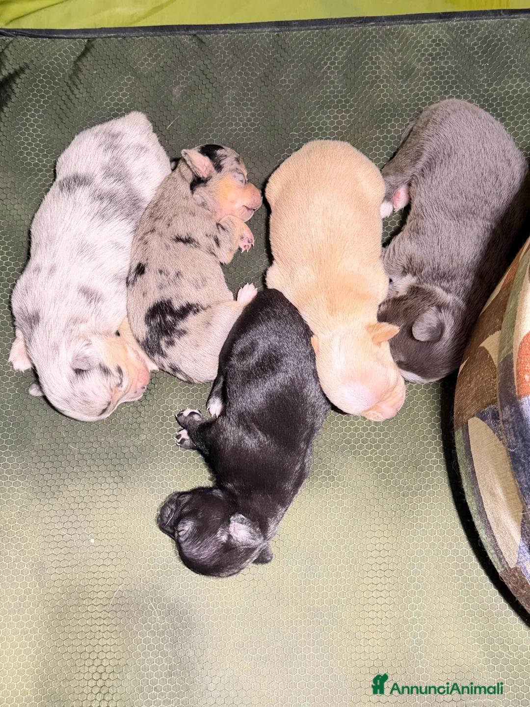 Chihuahua cani in vendita: Cuccioli chiwawa stupendi  - Annuncio 1