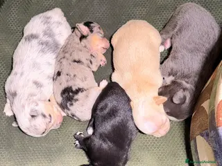 Chihuahua cani Cuccioli chiwawa stupendi - Annuncio 2