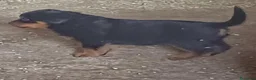 Rottweiler cani in vendita: Cuccioli rottweiler  - Annuncio 8