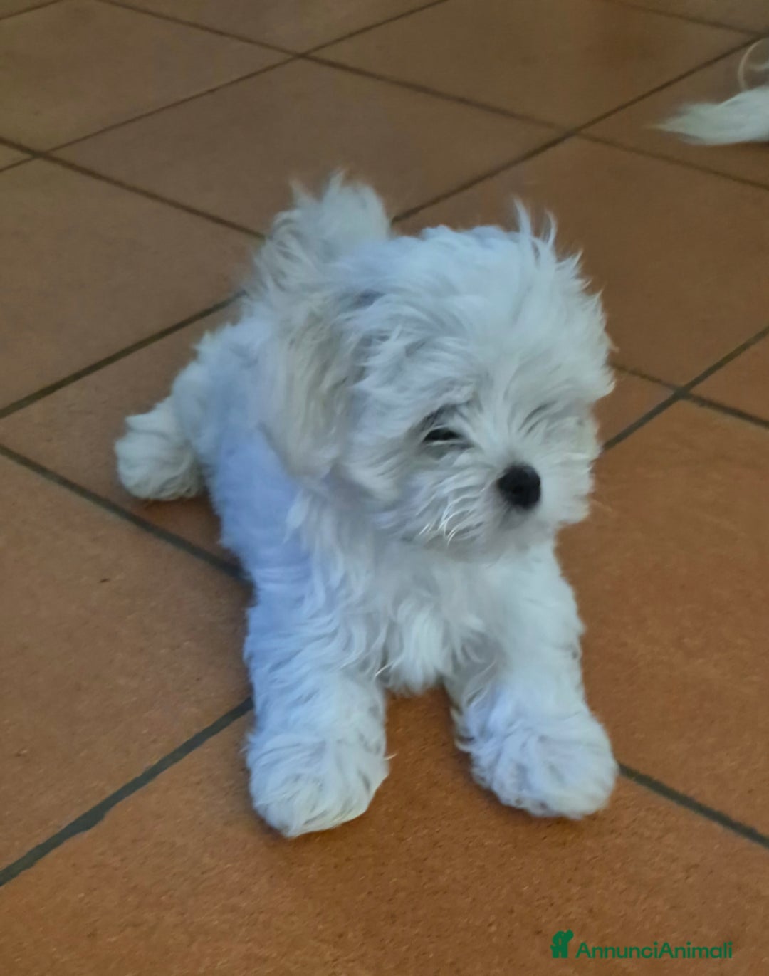 Maltese cani in vendita: Mini maltese coreano  a Provincia di Padova - Annuncio 7