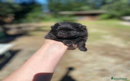 Volpino Pomerania cani in vendita: Volpino Pomerania Pedigree  a Provincia di Pavia - Immagine 6
