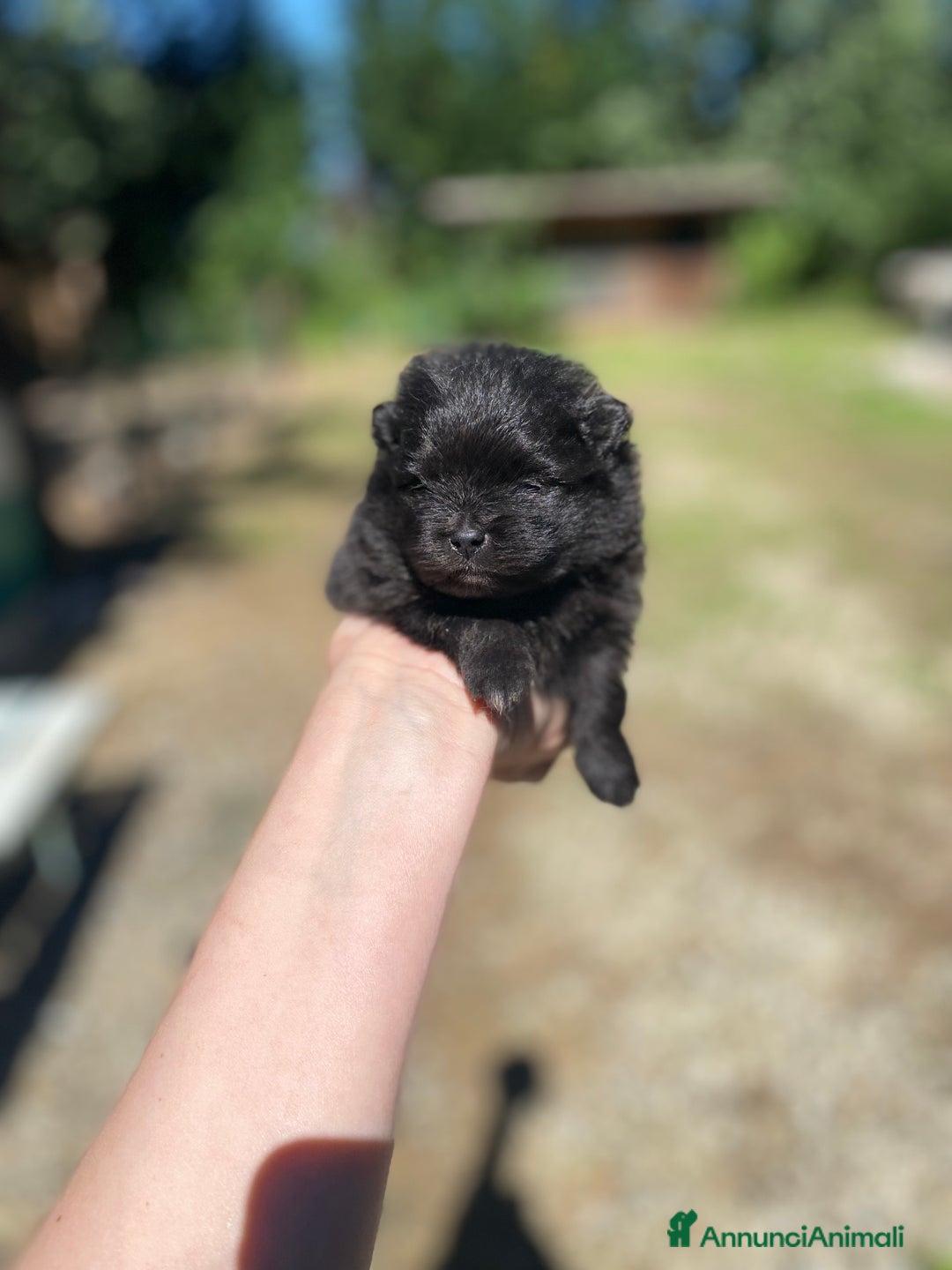 Volpino Pomerania cani in vendita: Volpino Pomerania Pedigree  a Provincia di Pavia - Immagine 6