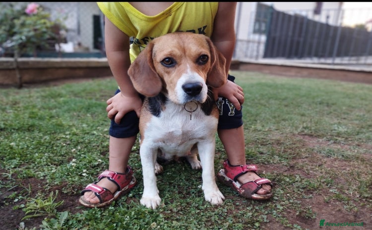 Beagle cani a Città metropolitana di Roma Capitale - Annuncio 1