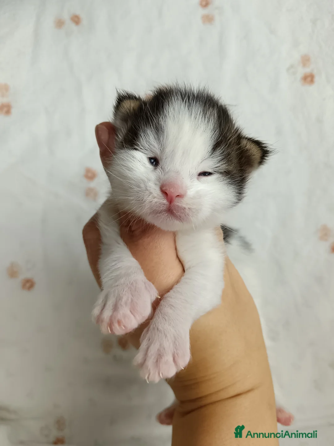 Maine Coon gatti in vendita: Cuccioli Maine coon bicolori - Annuncio 6