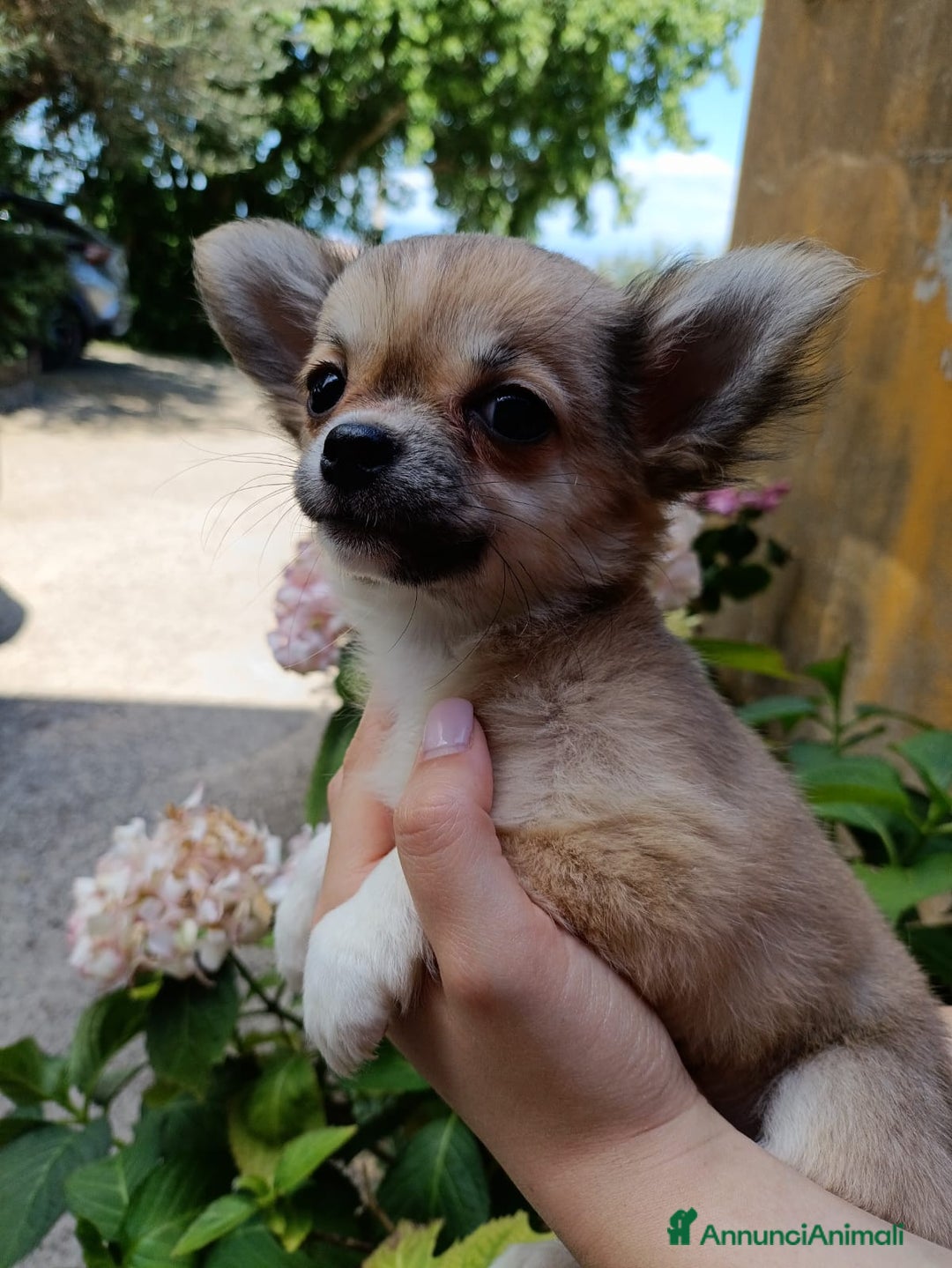 Chihuahua cani in vendita: Cuccioli di Chihuahua a pelo lungo a Viterbo - Immagine 4
