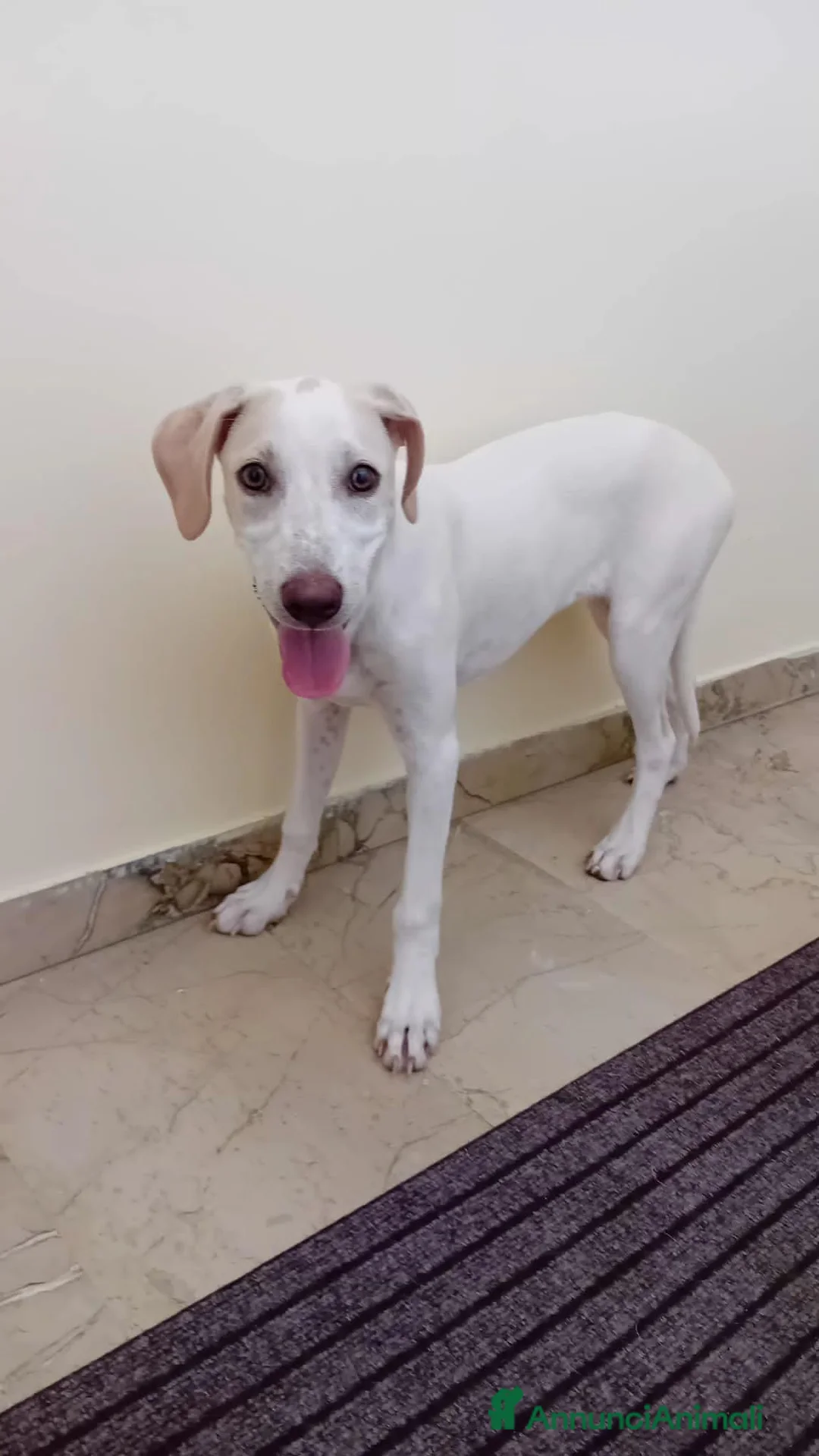 Meticcio cani in regalo: lunettA - Annuncio 2
