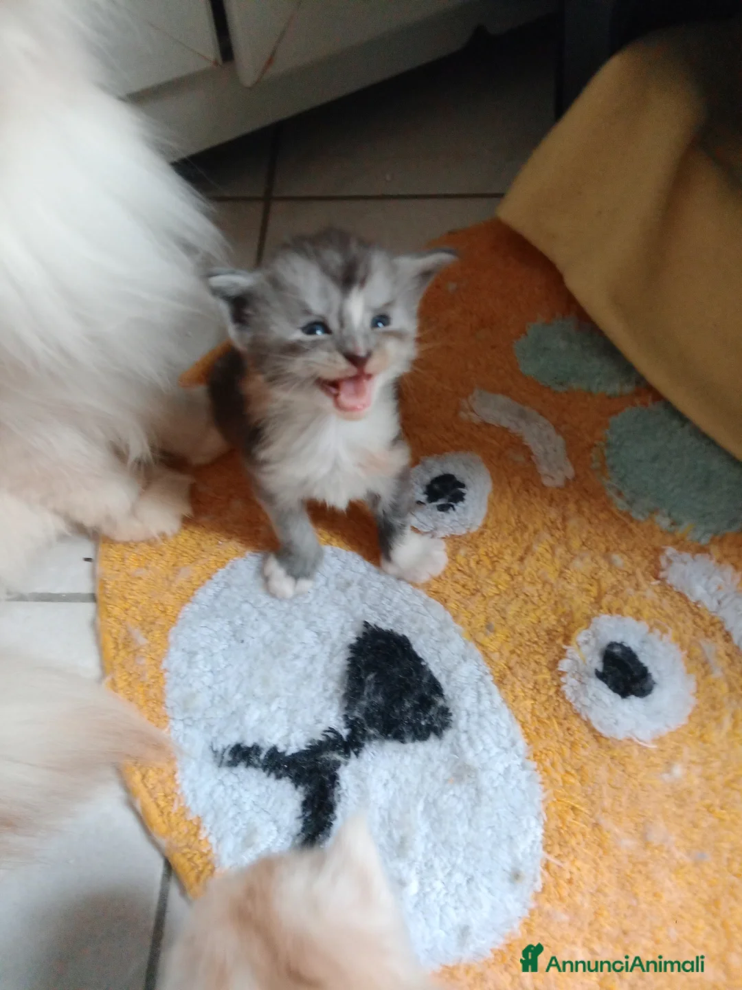 Maine Coon gatti in vendita: Maine coon cuccioli  - Annuncio 4