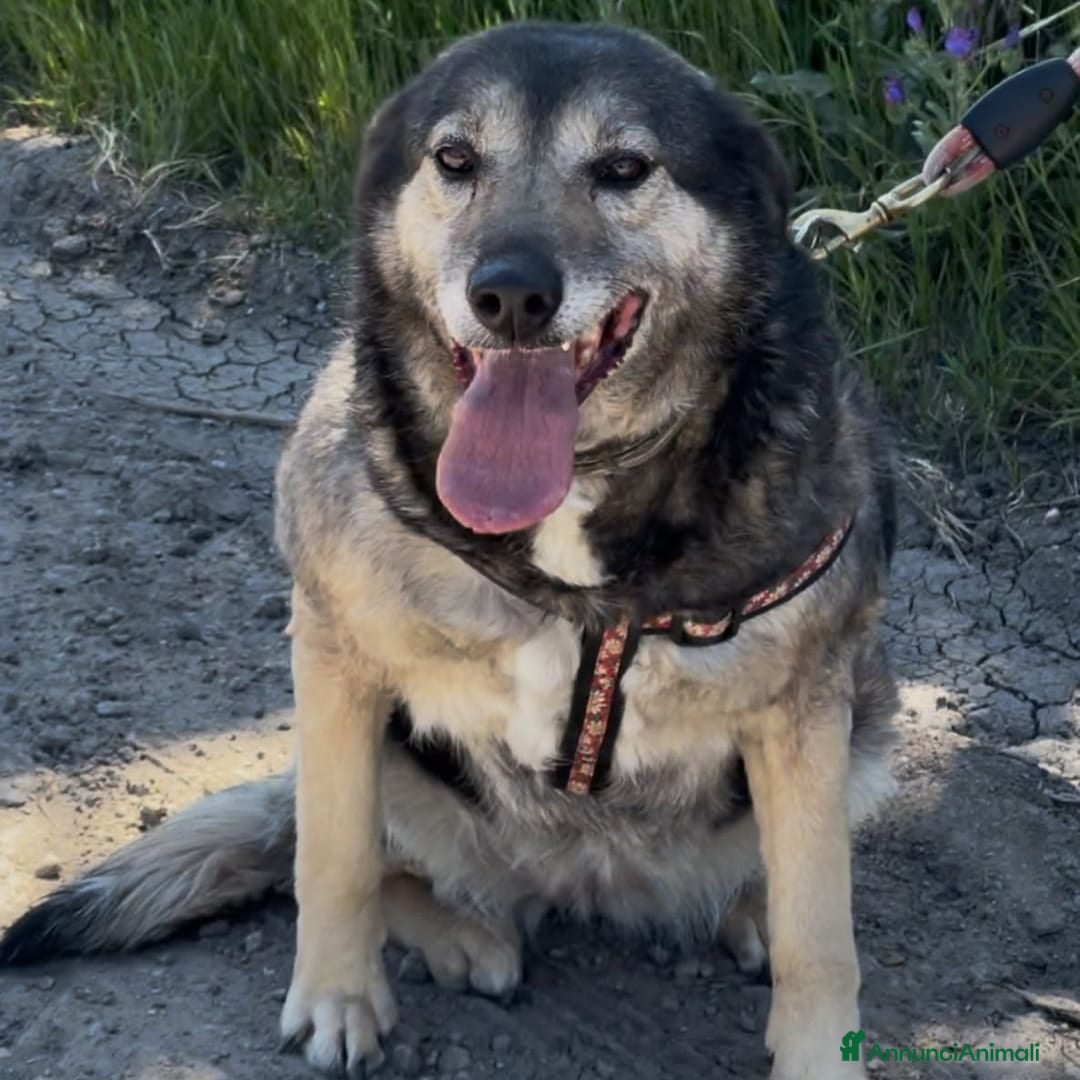 Meticcio cani in regalo: MOLLY 🩷 - mamma super eroina ora merita amore a Provincia di Como - Immagine 2