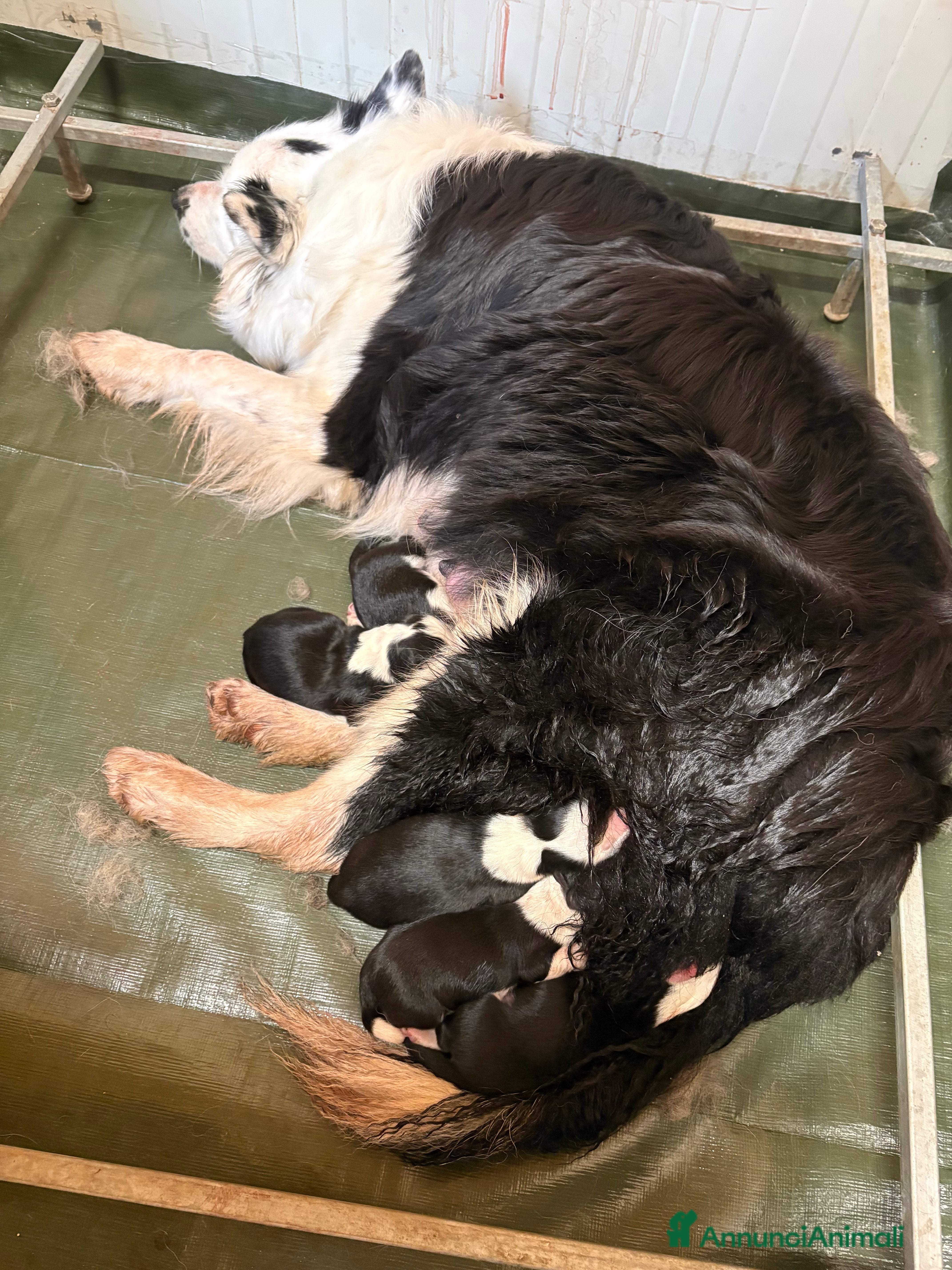 Border Collie cani Border collie ALLEVAMENTO BELVERDE  - Annuncio 1