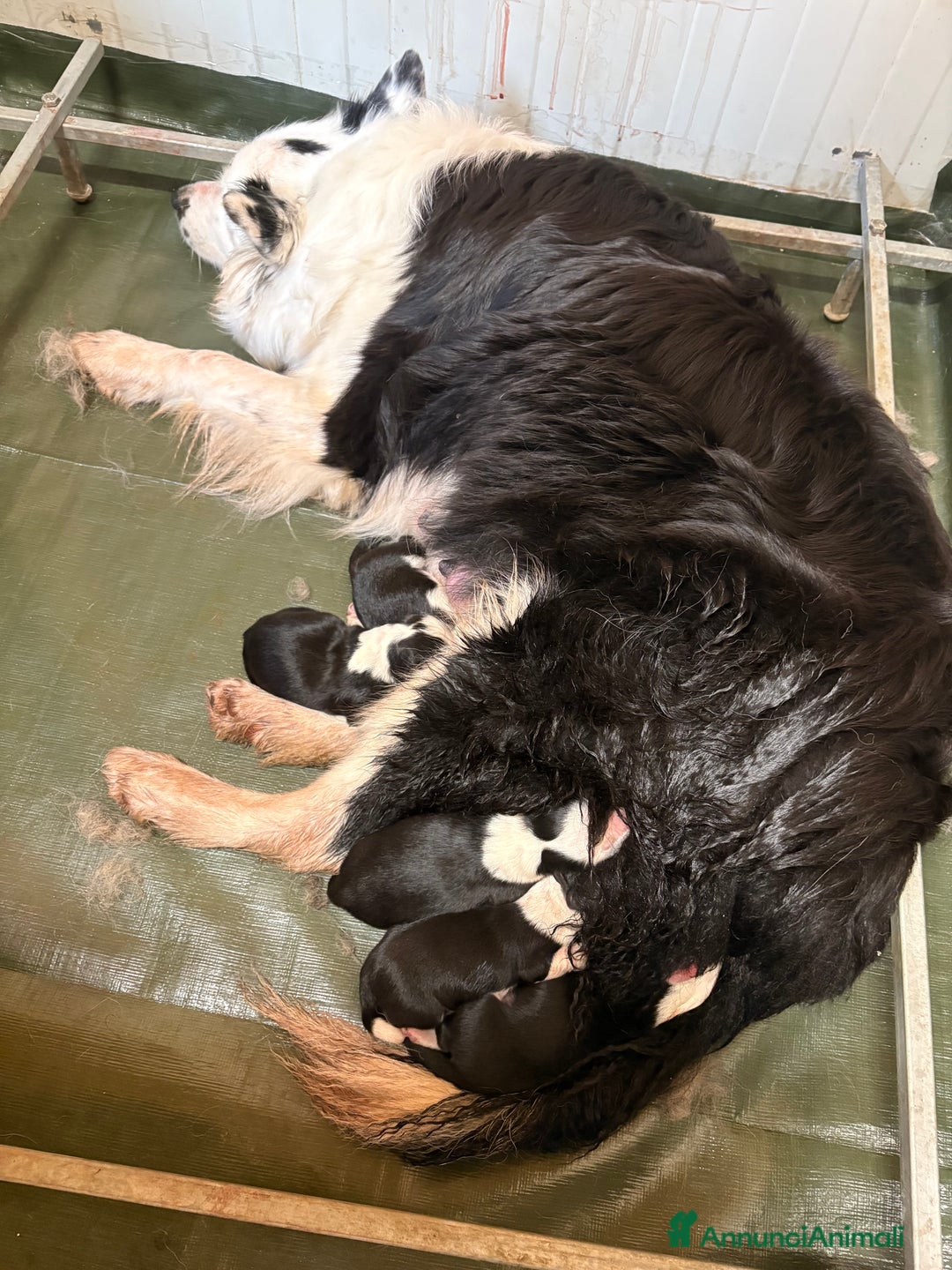 Border Collie cani in vendita: Border collie ALLEVAMENTO BELVERDE  - Annuncio 1