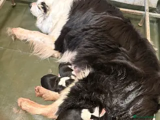 Border Collie cani Border collie ALLEVAMENTO BELVERDE - Annuncio 10