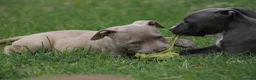 Pitbull cani in vendita: Cuccioli Pit Bull pronta consegna  - Annuncio 28